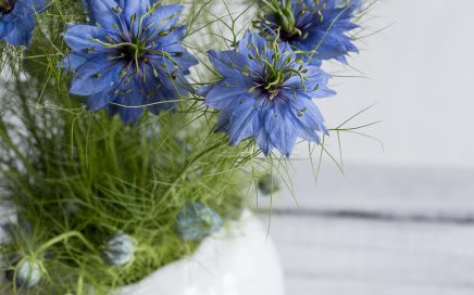 The Black Seed plant. Also commonly known as Nigella Sativa.
