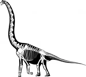 Brachiosaurus skeleton